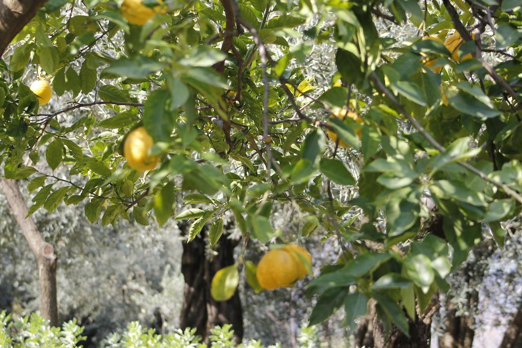 Ancelle Sorrento - Casa D'Accoglienza Hotell Castellammare di Stabia Eksteriør bilde