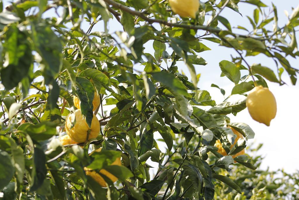 Ancelle Sorrento - Casa D'Accoglienza Hotell Castellammare di Stabia Eksteriør bilde